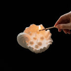 Oyster Shell  Aromatic Candle